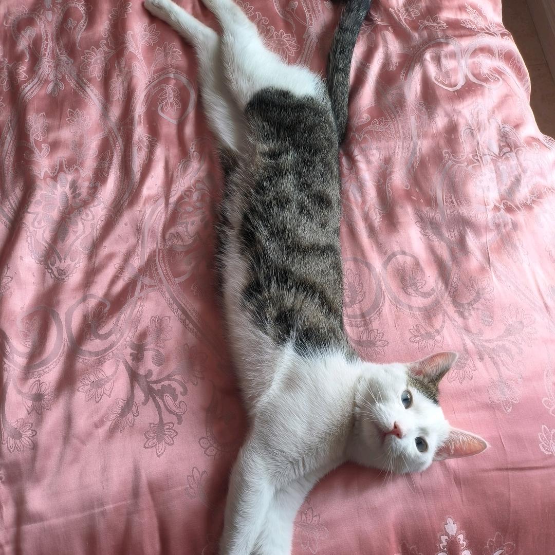 Sebrina