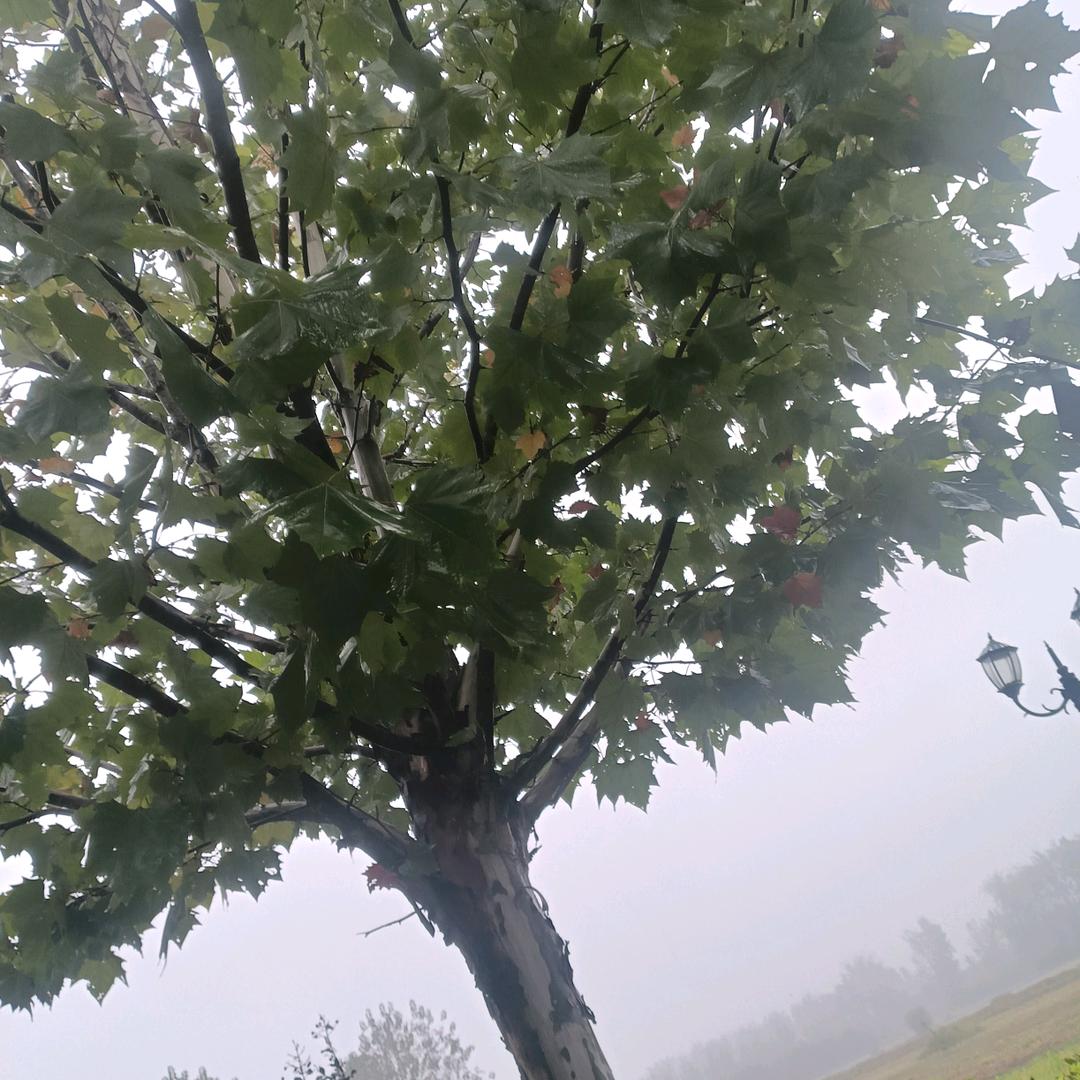 橙子家居