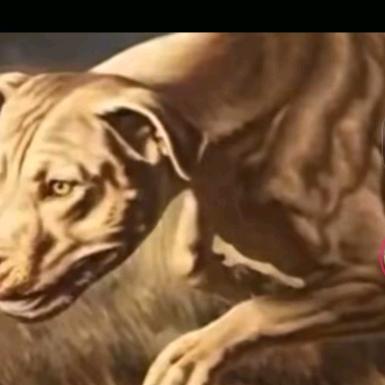 狼人杀常联系张先生狗猪羊