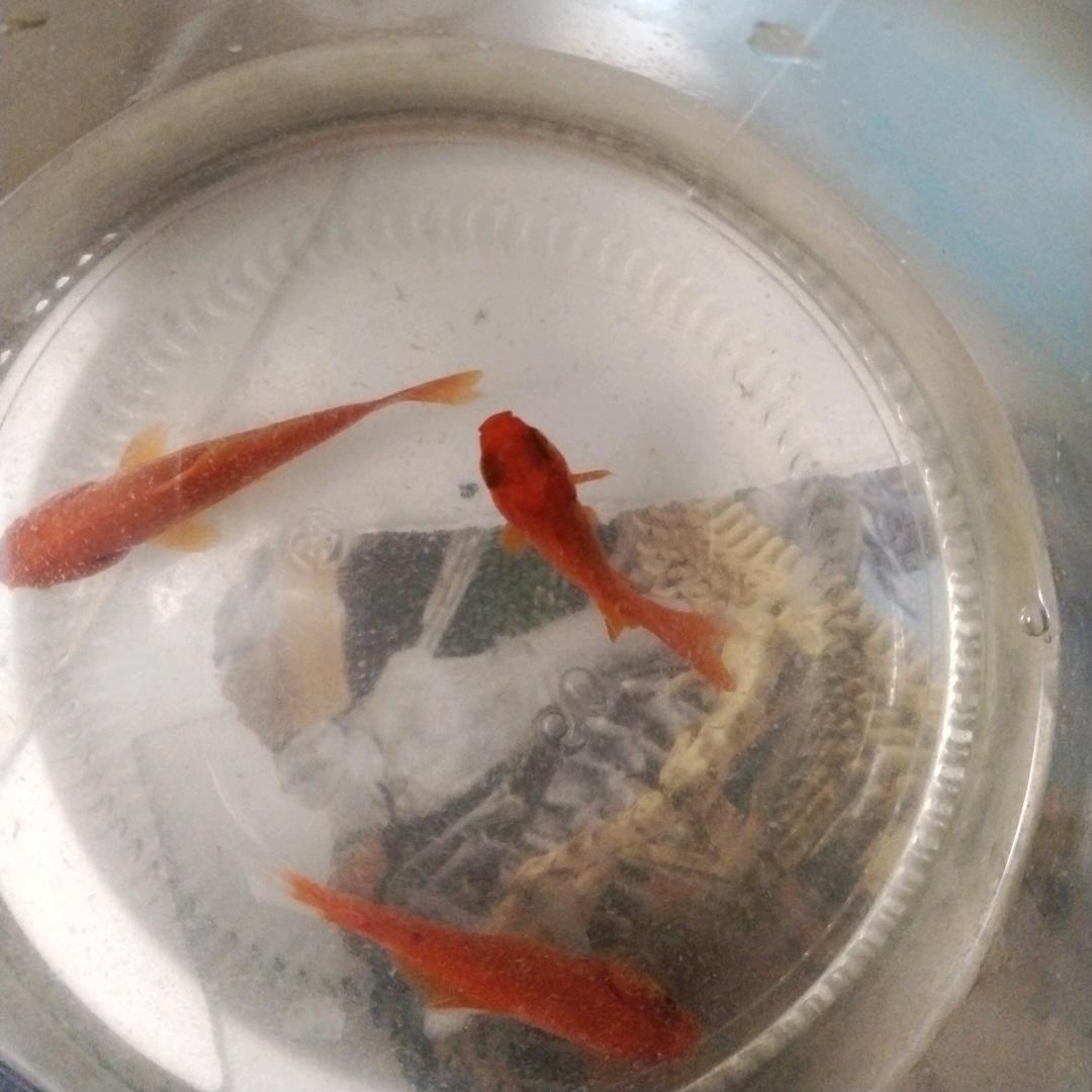 竹叶青