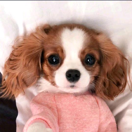 枫枫家的查理王