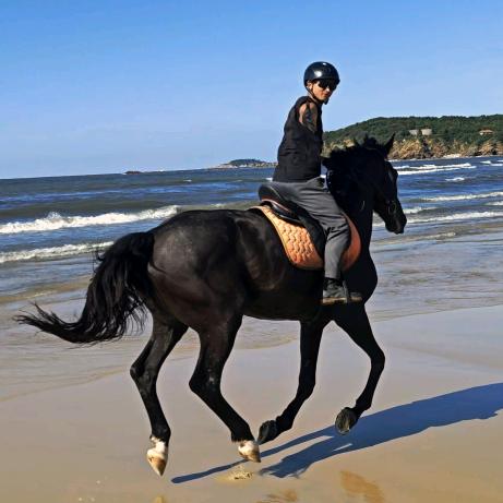 🏇金辰海骑士（海外版）