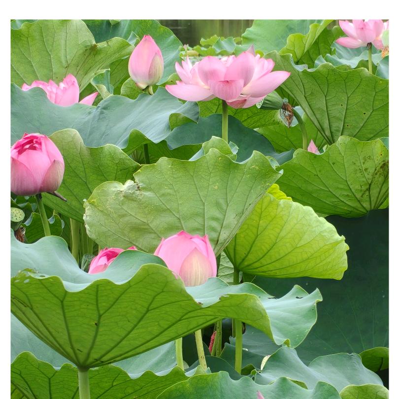 如我所廖（逆行者）