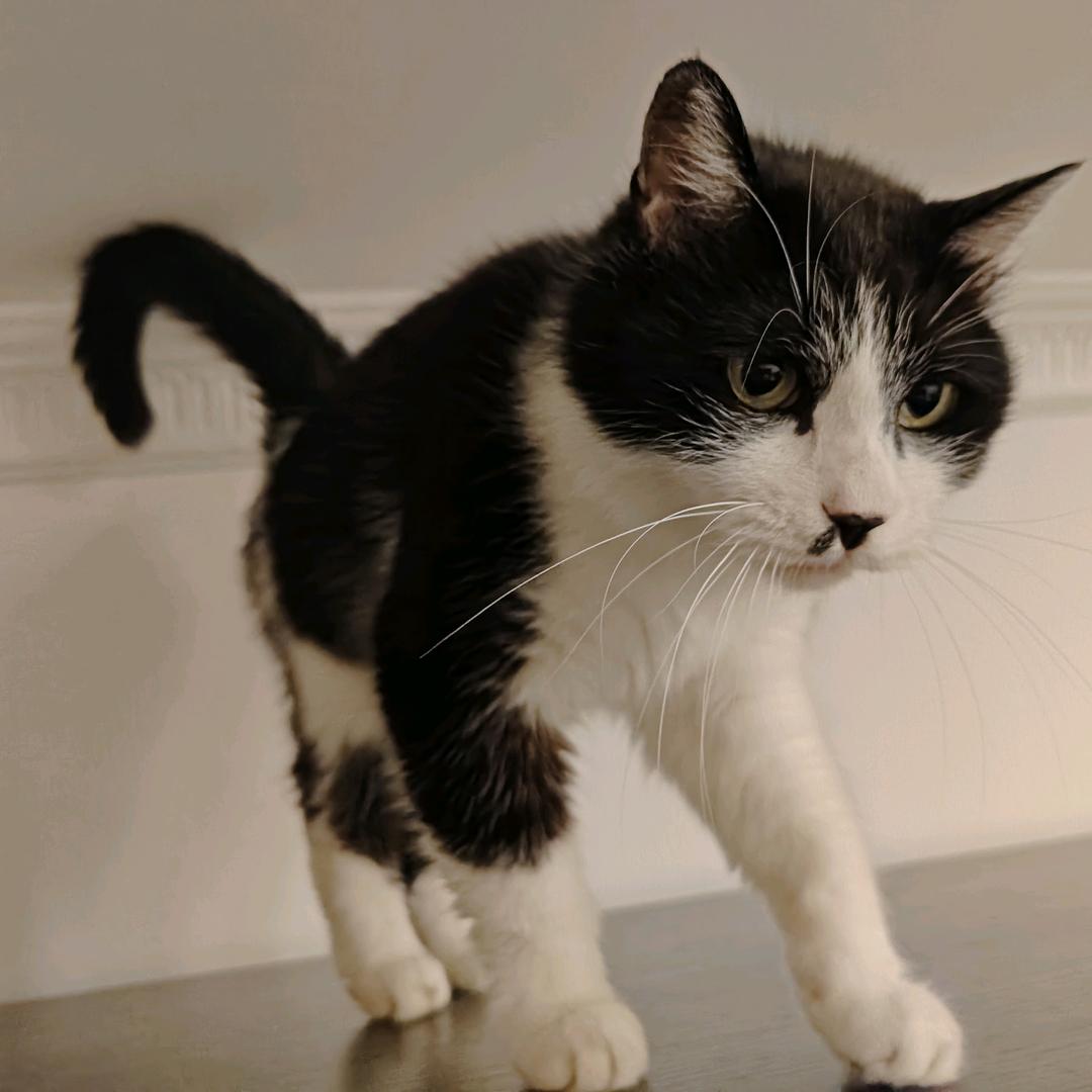 斑斑(๑• . •๑)