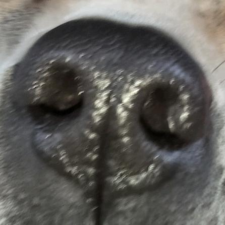 中华田园犬—乡巴佬