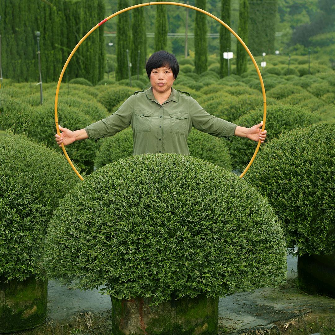 美程园艺 先令球专业种植基地