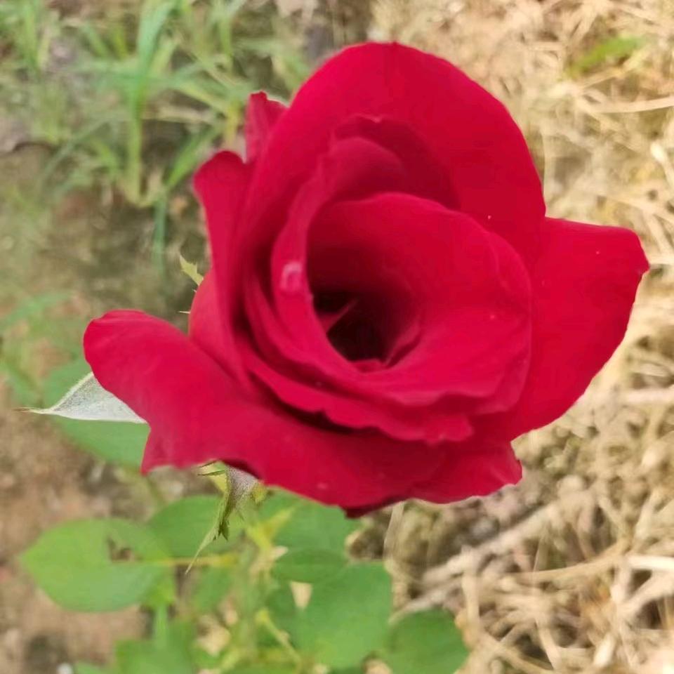 🌹专爱🎙