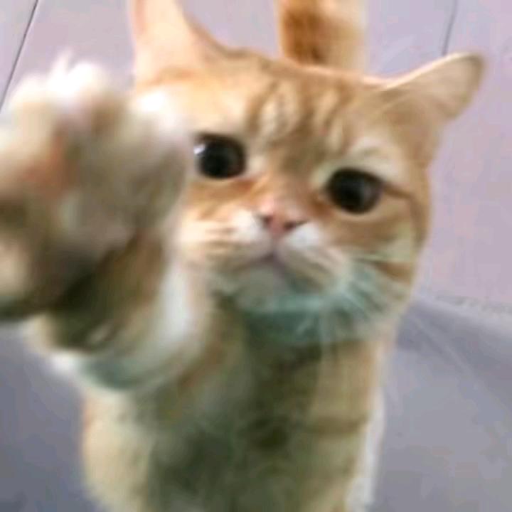 🌈星星泡饭🌈