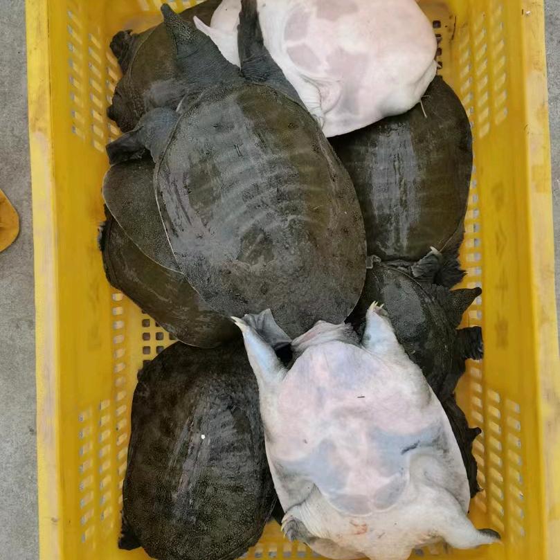 甲鱼老表