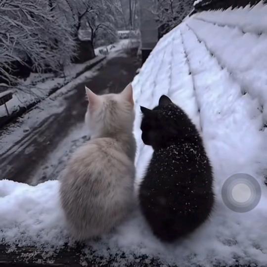 疯中有朵雨做的晕