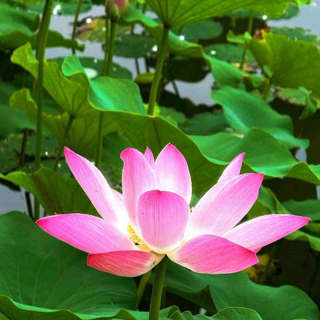 普普通通一只白羊