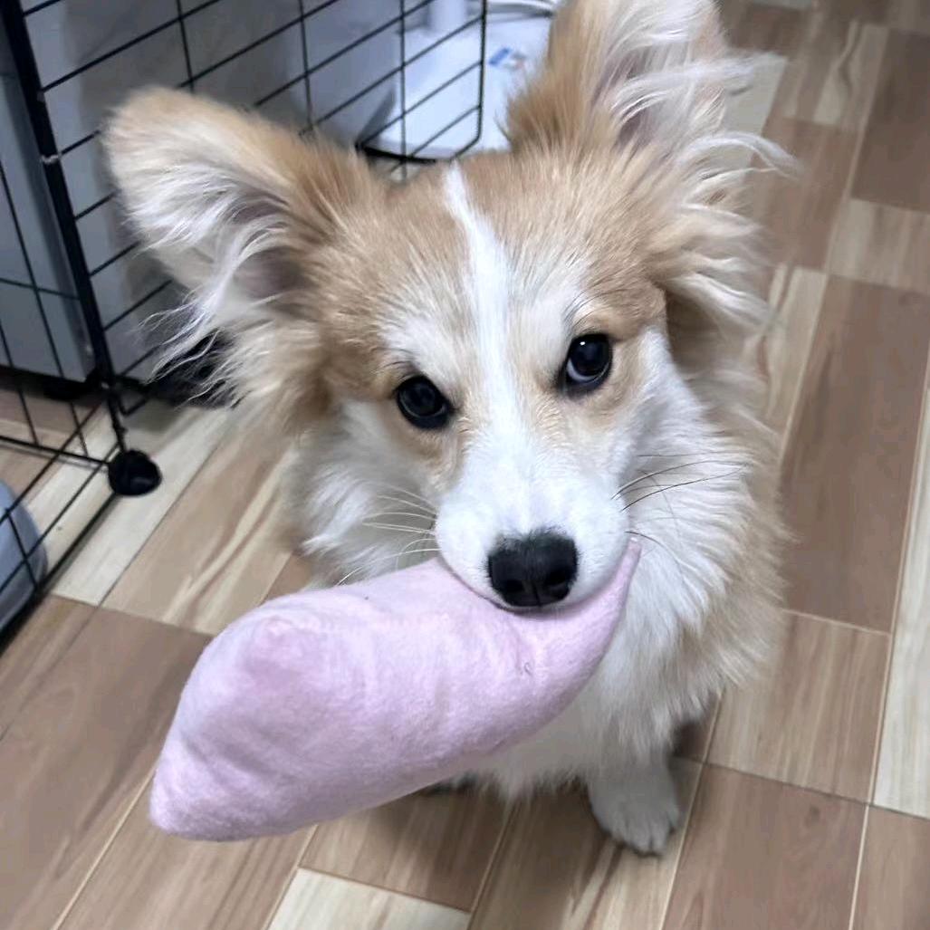 地铁逃生G3代言人-鹰眼柯基