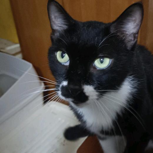 颖颖的流浪猫狗  22点50直播