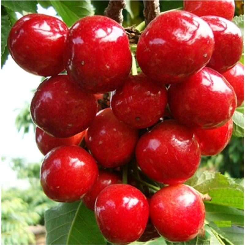 张晗苗木园艺专卖店