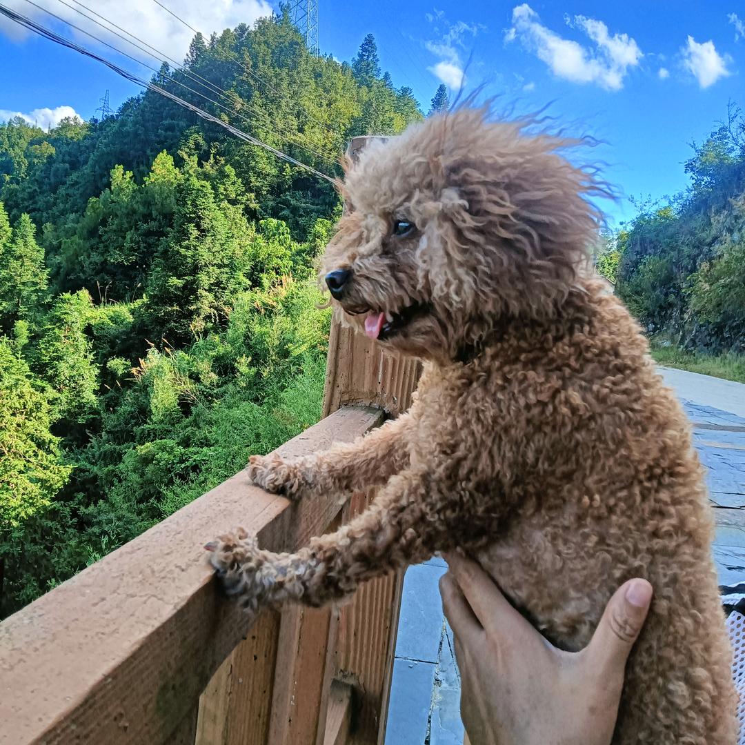 🐶小花花