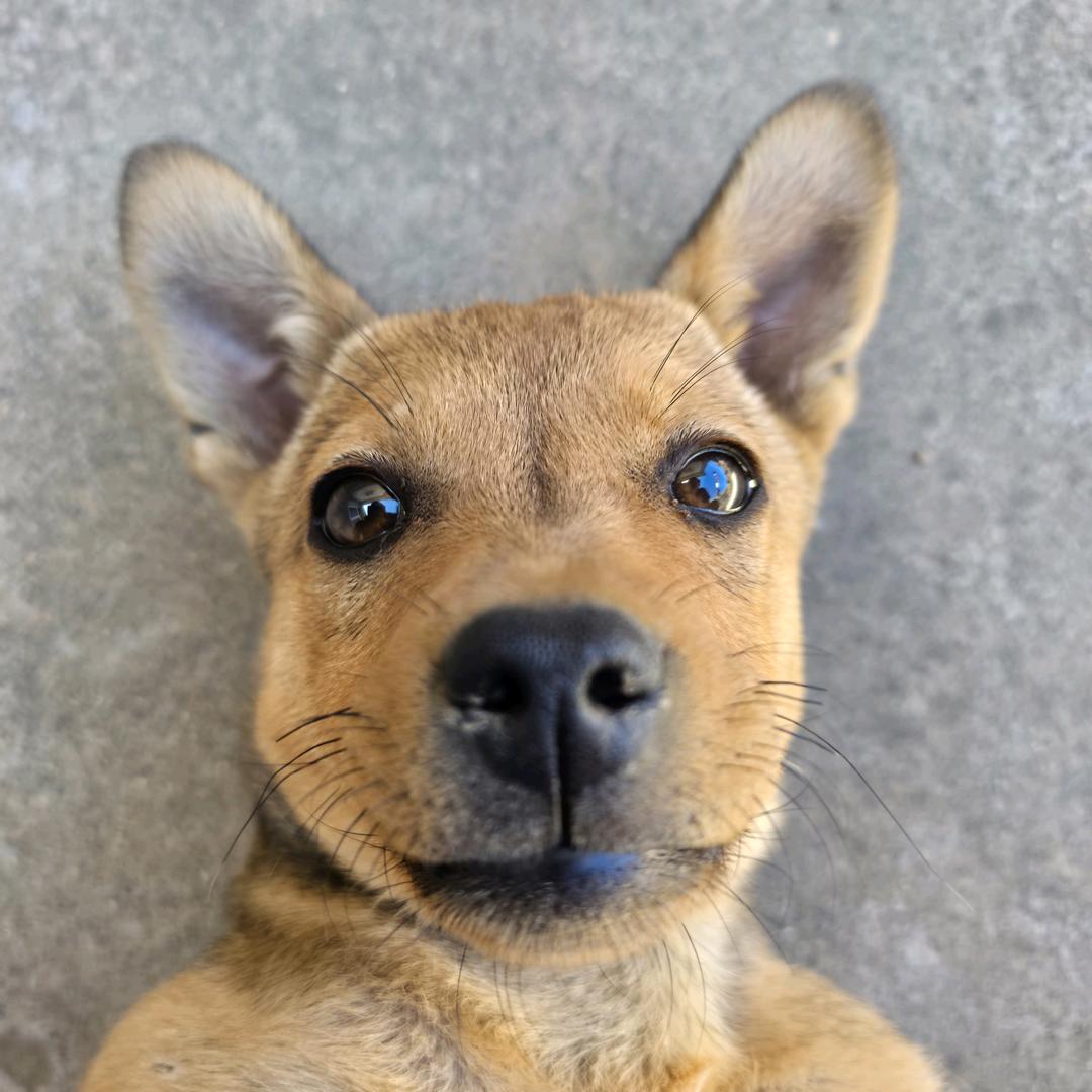 大尾巴🐶！