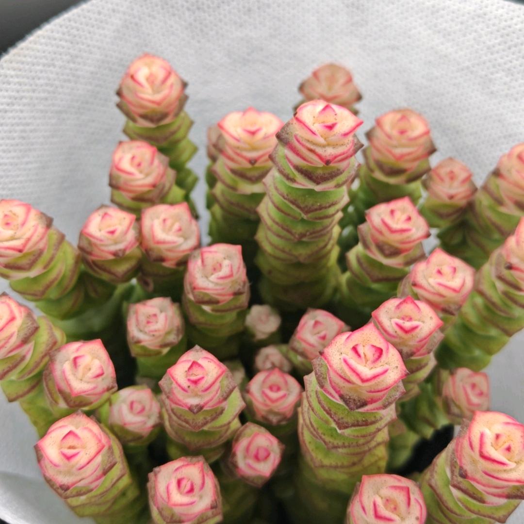 风吹过🍓