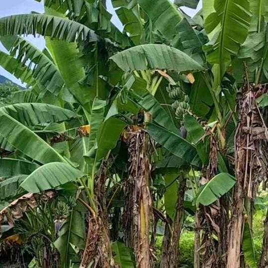 小海哥《首播》