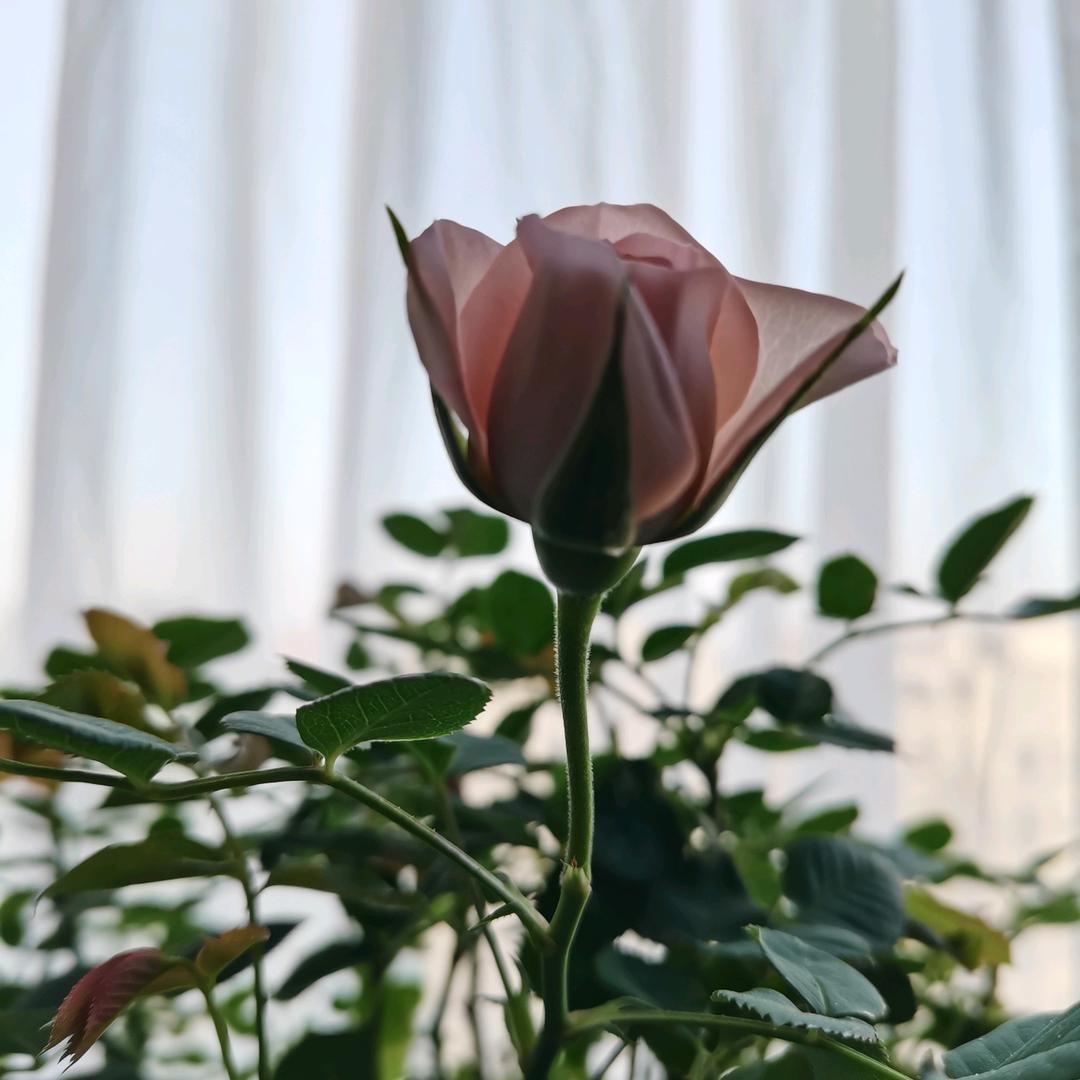 满目星陈(*^ω^*)张显幸福