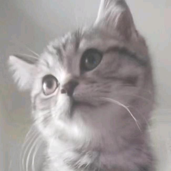 洱東