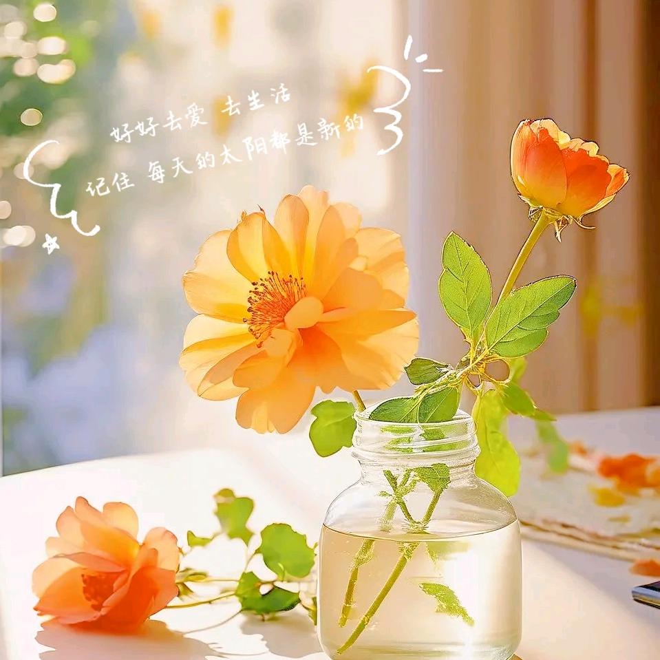 阳光下的花朵🌺