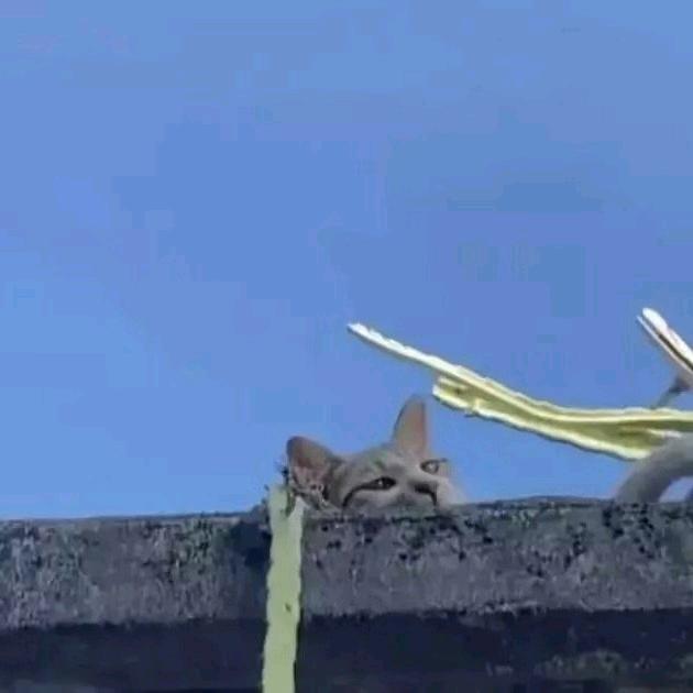 哦。