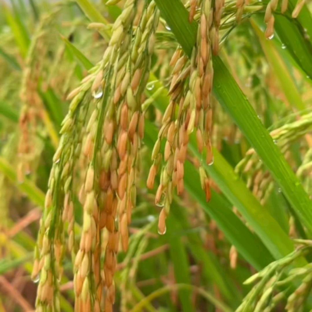 化肥水泥直销@严姐