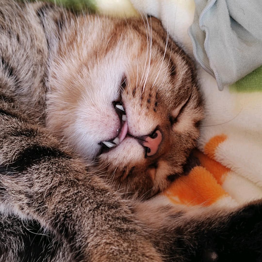 设计小工人家的牛奶和梨花