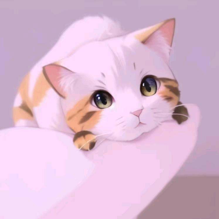 橘子小猫