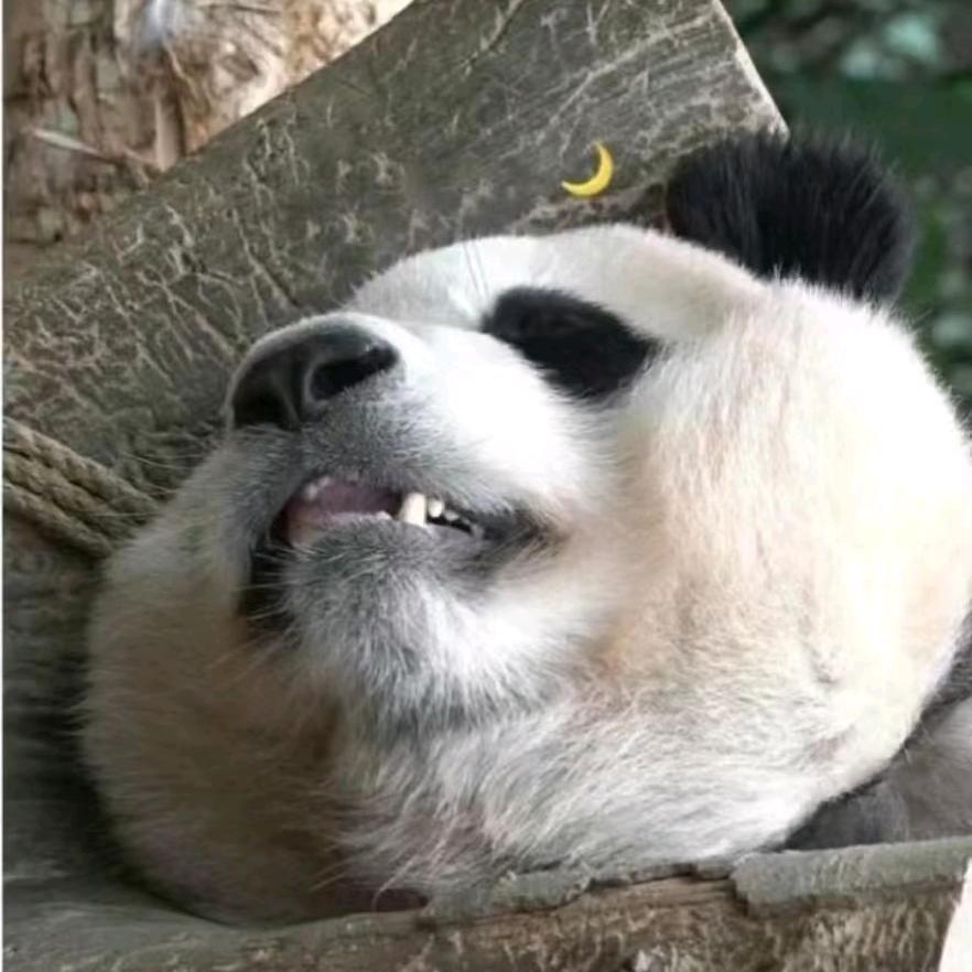 看啥我是你呆弟