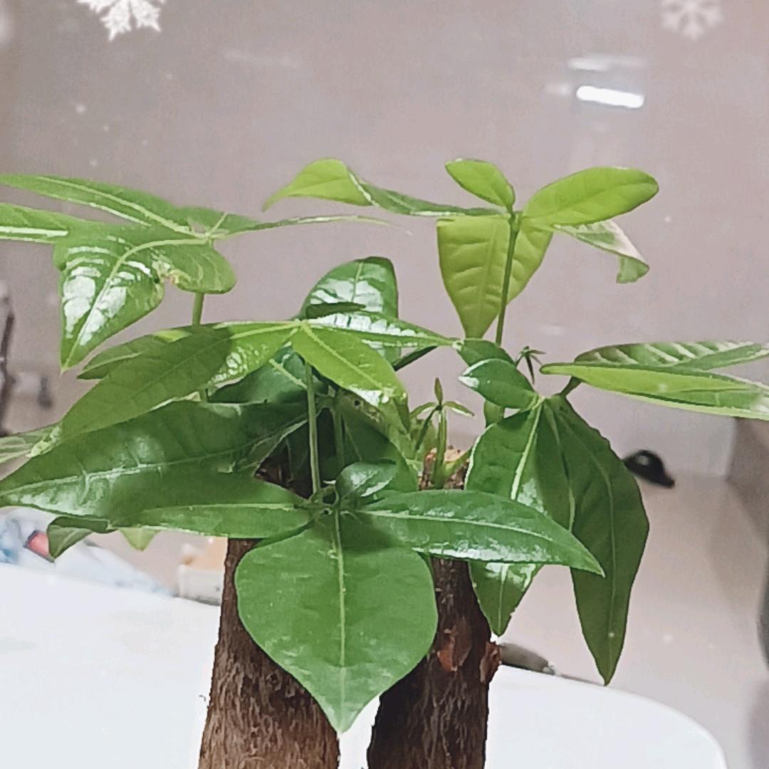陈锐辉