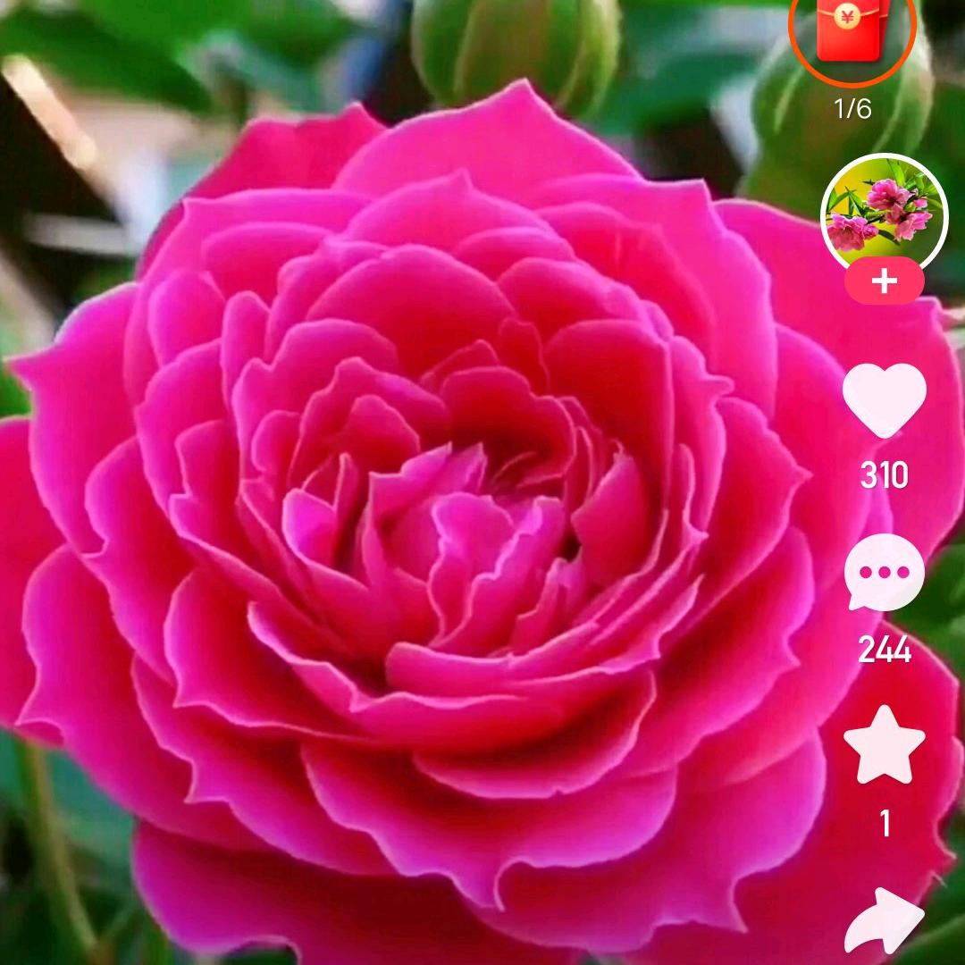 🌹爱你到🌹永远大号🌹