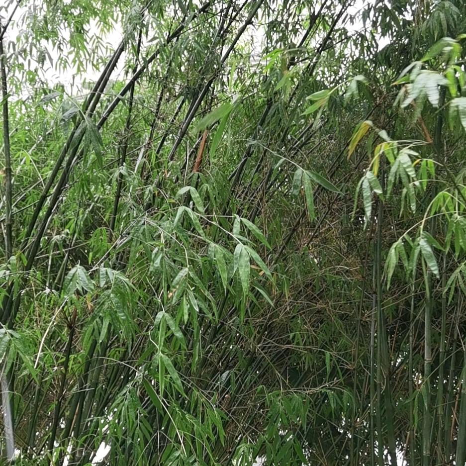 抖抖黄涛