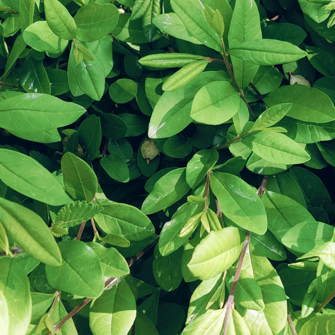 麦盖提县如克耶农产品农民专业合作社