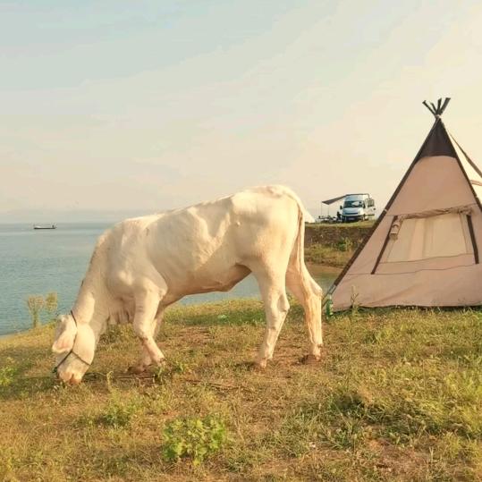 躺在床上甩鼻涕