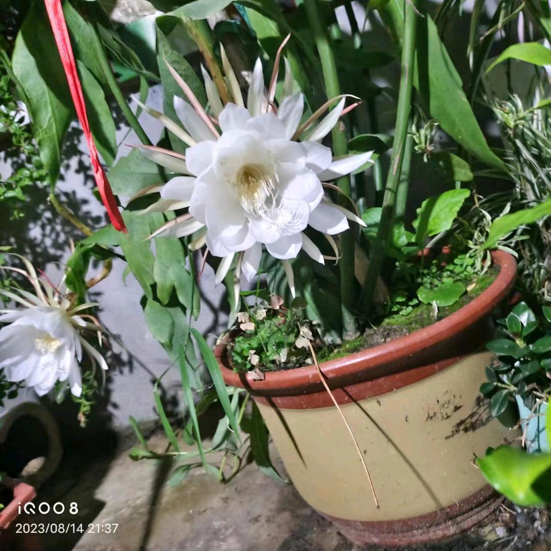 没有公主命要有女王心