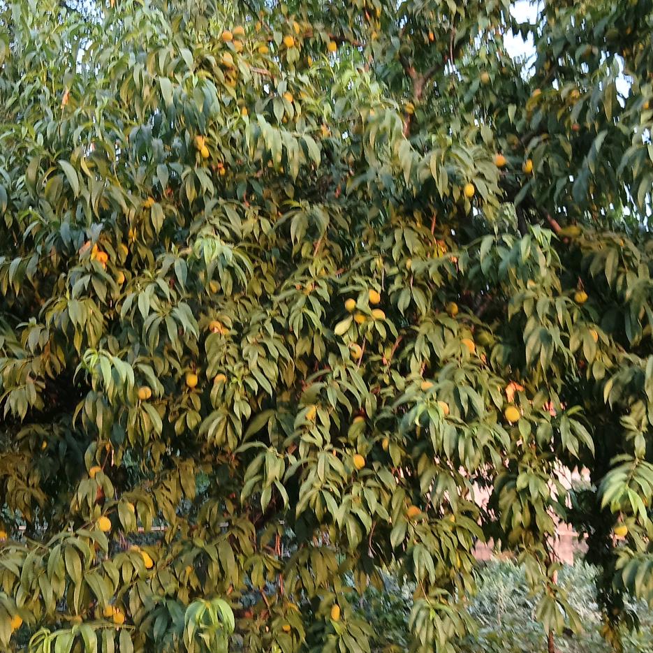 xiu明广