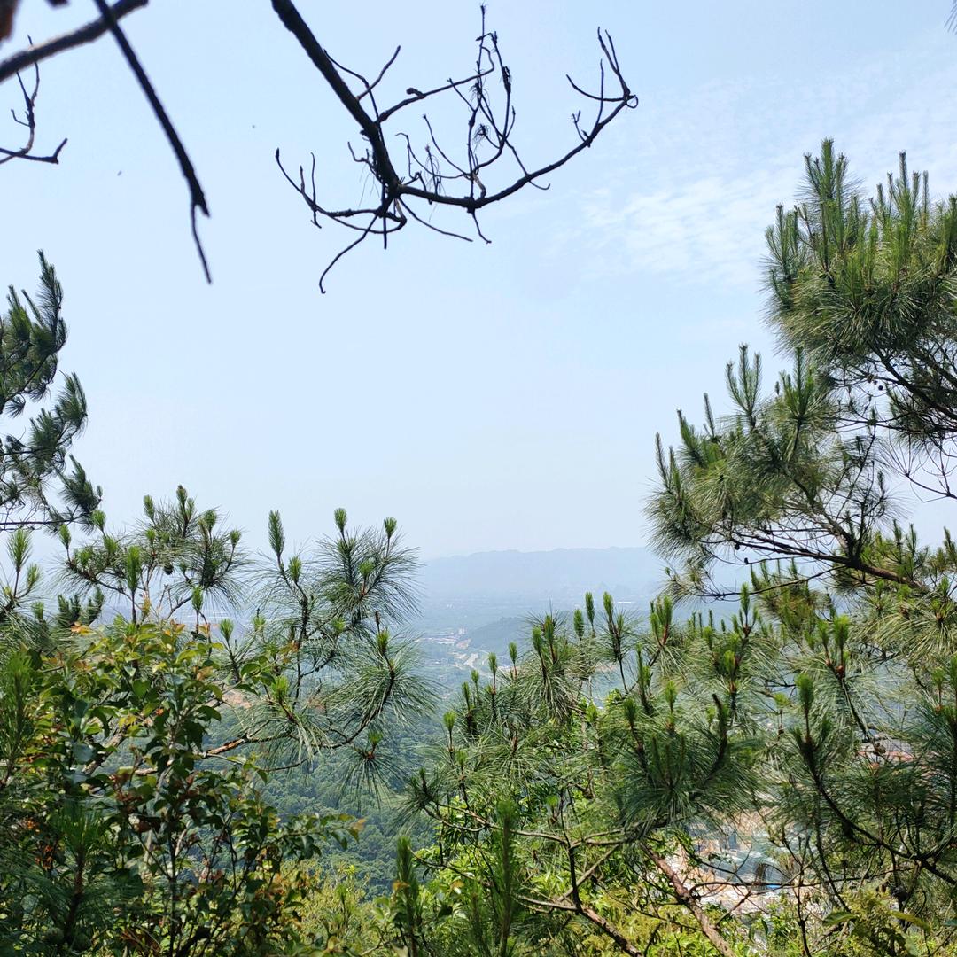 云南_广州土茯苓