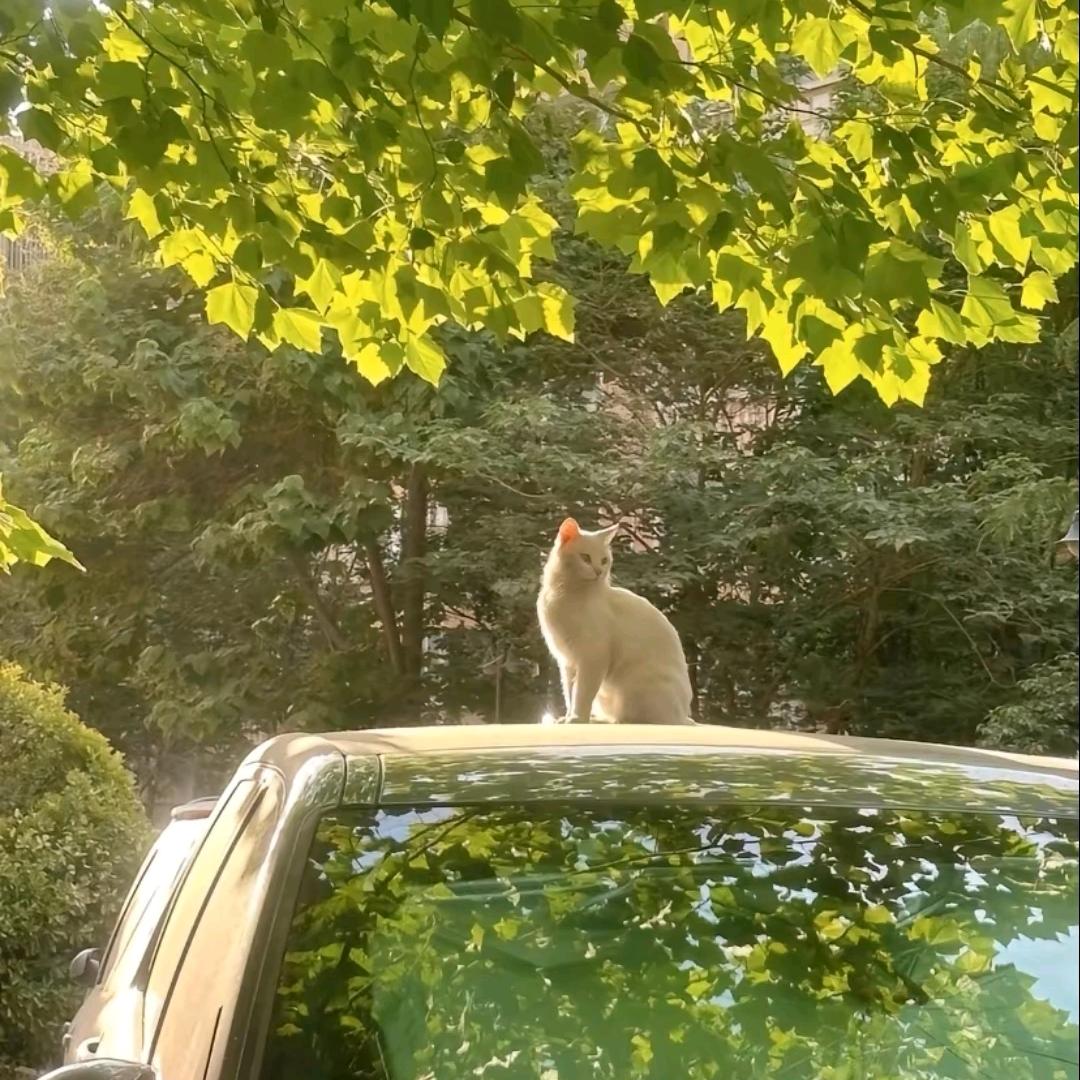 sky咯啦