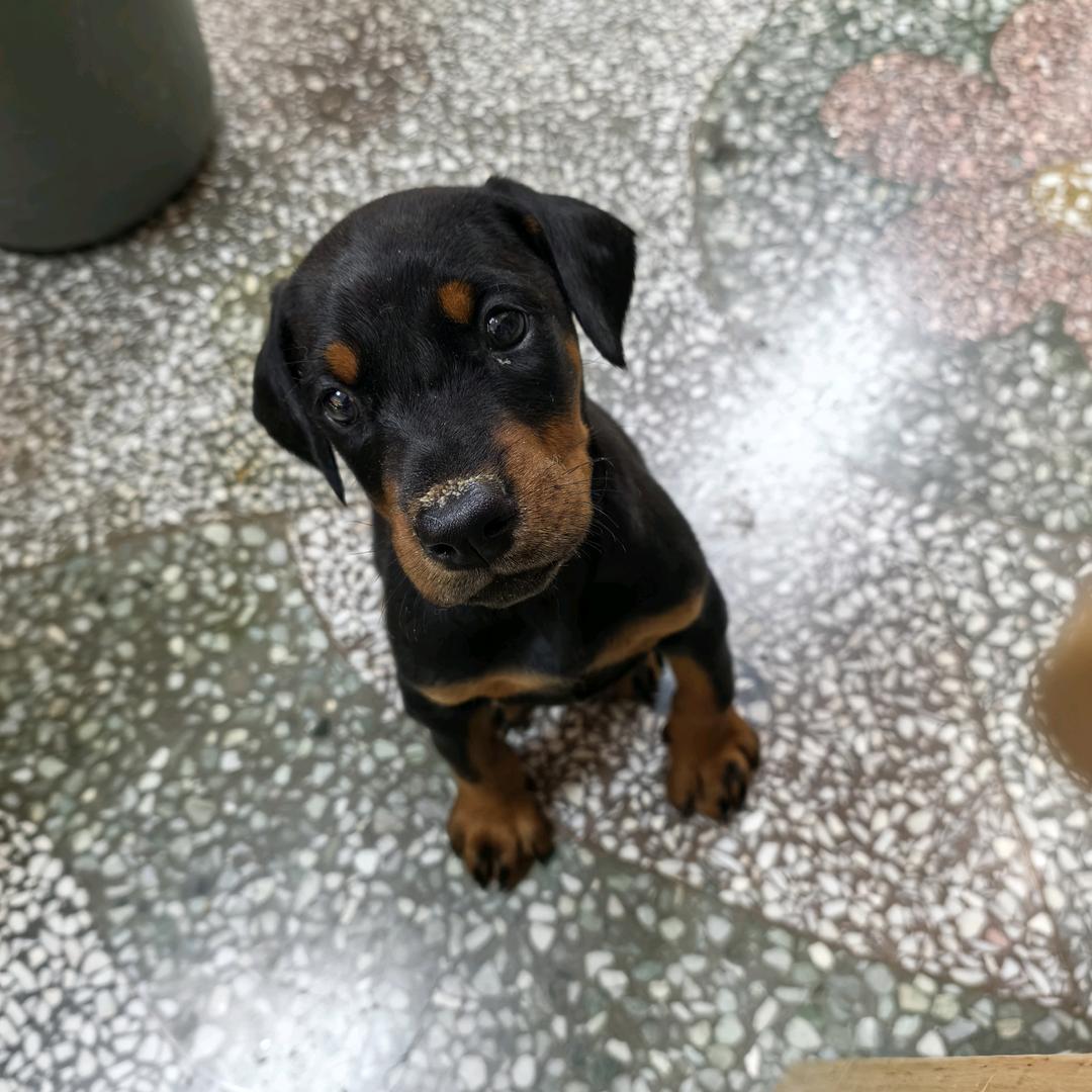 小胡（洗狗版）