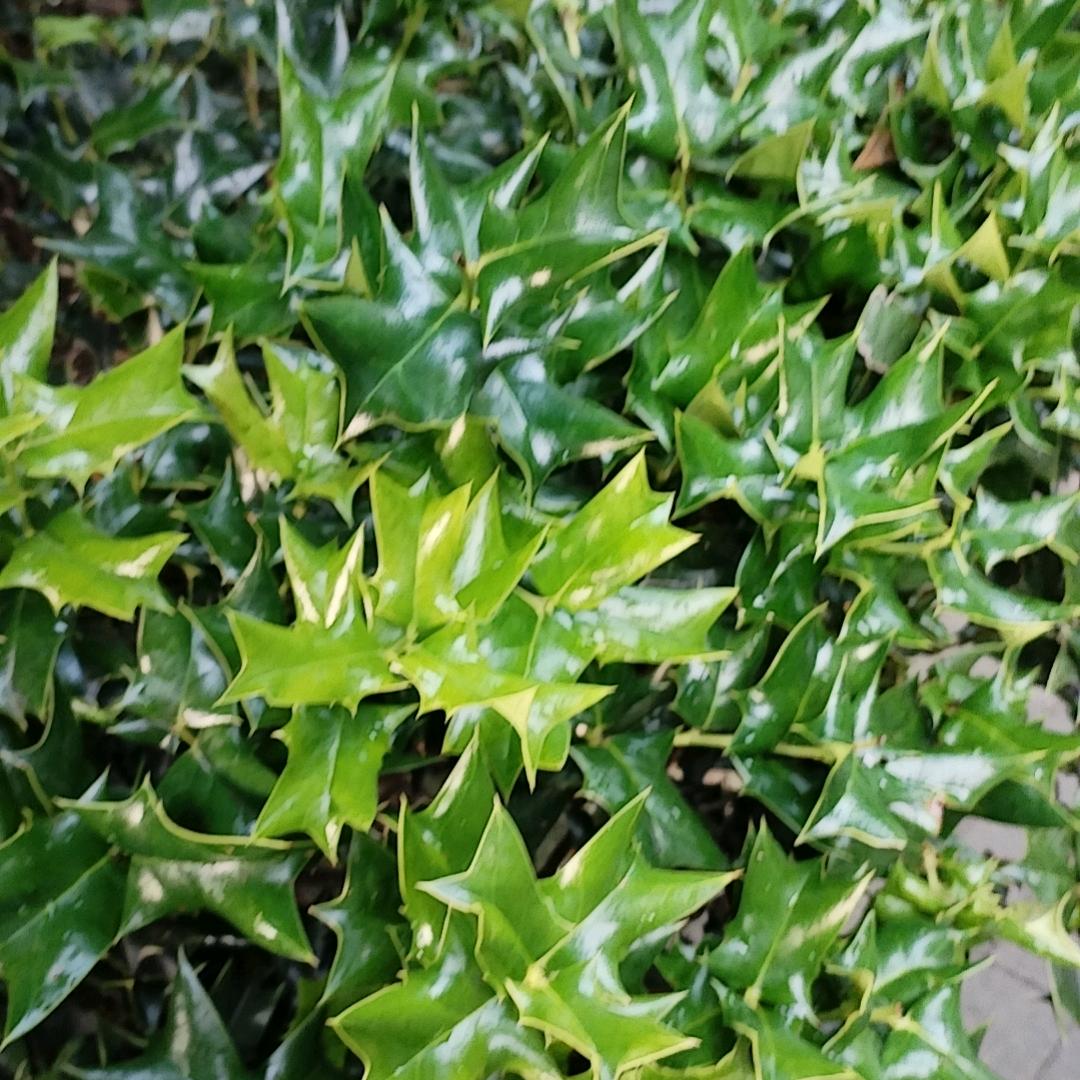 平淡～清晨
