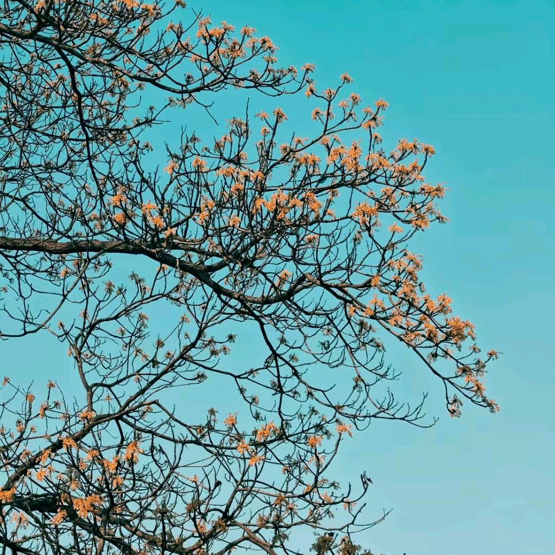 何丽萍（小菜一碟）