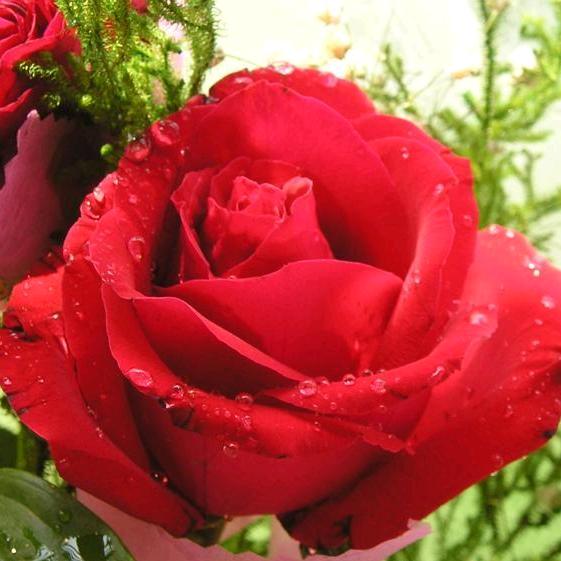 红牡丹。🍆🌶🍒