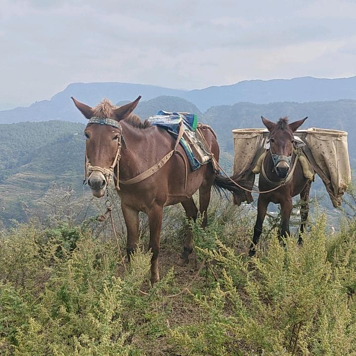 红河州00后班马小吴