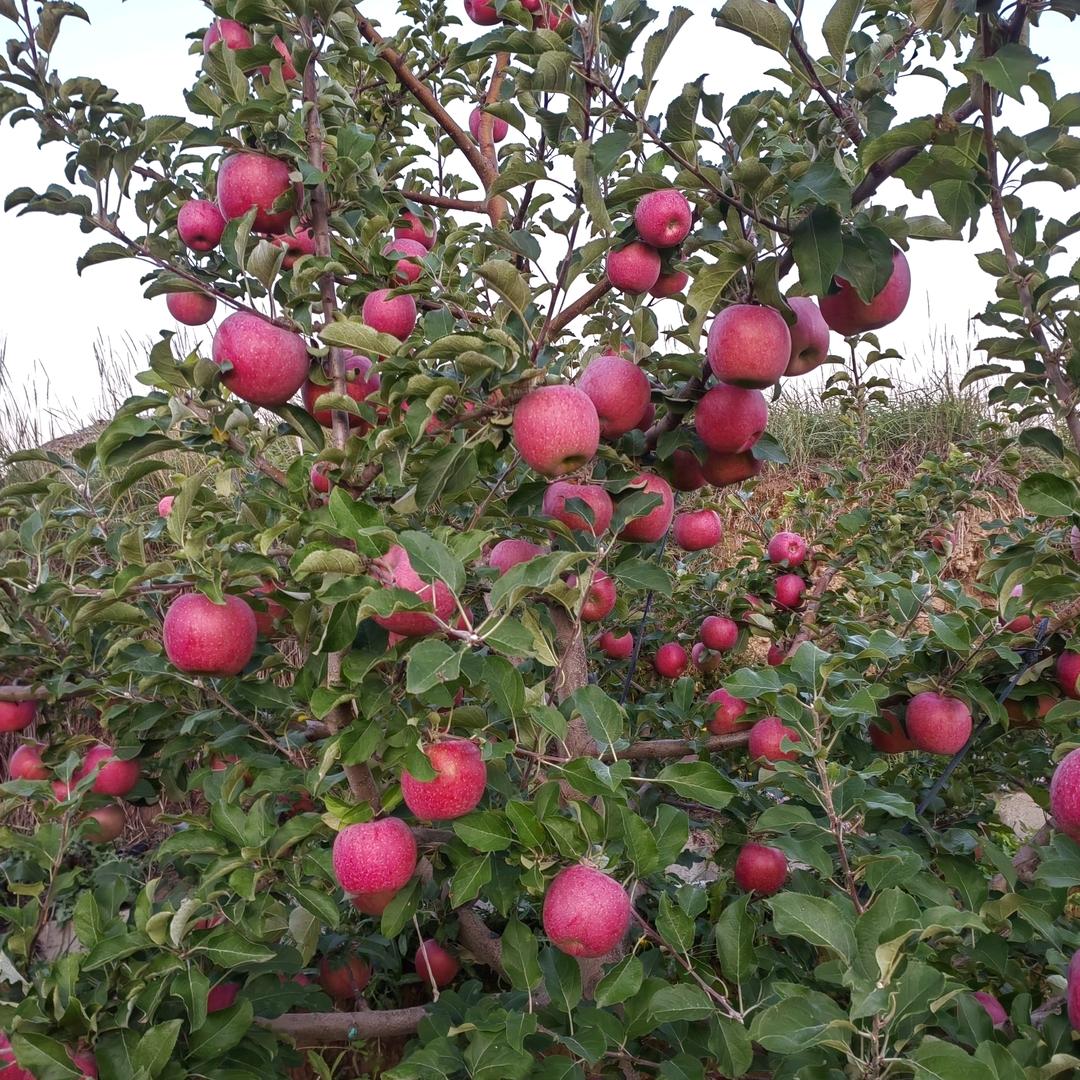 甘肃苹果🍎小李