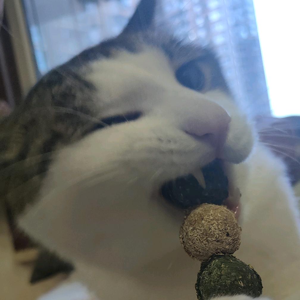 十一