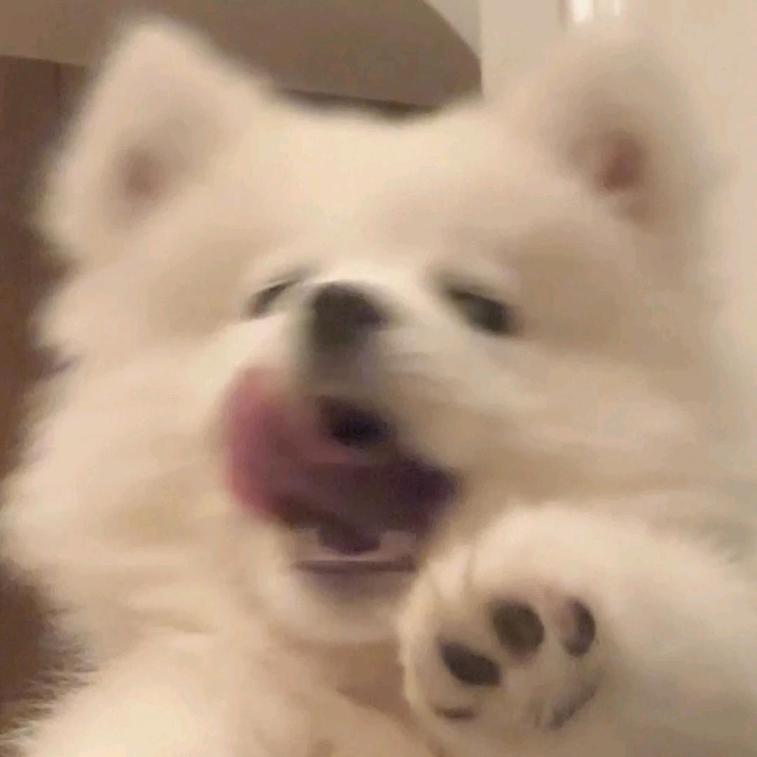 薛定谔de猫猫（想见鹿晗版）