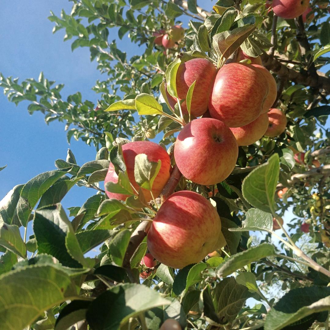 只卖优质农产品