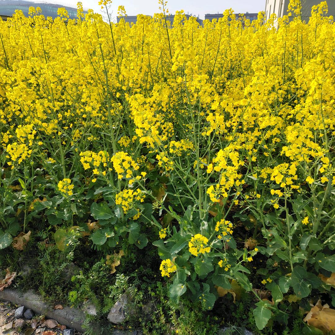 光着腚爬花椒树❤️