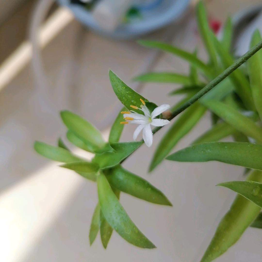 小鱼呀